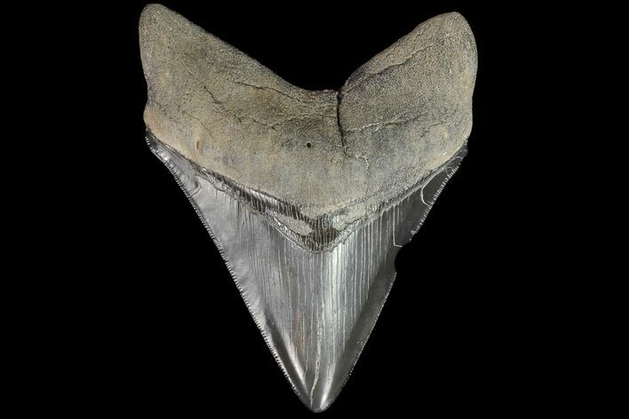 Serrated, Fossil Megalodon Tooth - Georgia #76507